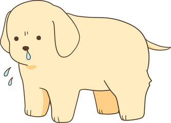 ゴールデンレトリバーの子犬（鼻水・風邪）