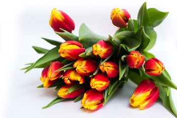 Beautiful tseti tulips on a light background