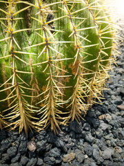 Macro image of sharp thorns of small round cactus growing in arid volcanic desert