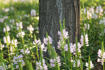 A patch of Physostegia virginiana Benth in full bloom