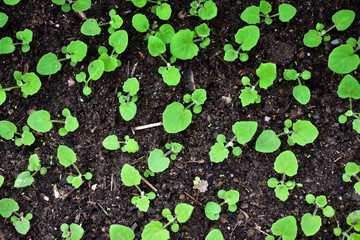 Small sapling tree in garden. Image of a sapling in the pot.