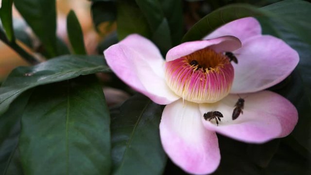 Honey Bee flying to blossom pink gustavia superba flower