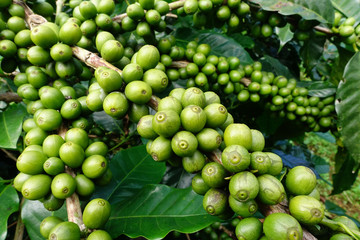 Green coffee beans on stem