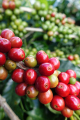 Coffee beans ripening on a tree