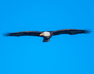 Bald Eagle in flight