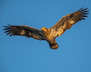Bald Eagle in flight