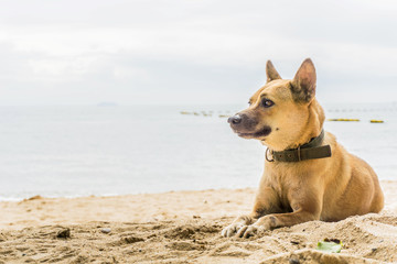 Fototapeta na wymiar Dog sitting on sand beach