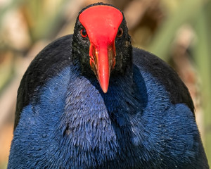 A closeup of a Pukeko, a brightly colored New Zealand bird.  - 