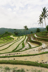 Naklejka premium Beautiful view of Mareje Lombok's traditional fields. A nature walk in green paddy terrace. Summer vacation in Lombok, Indonesia. New Rice Fields.
