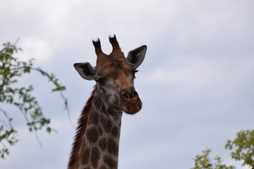 giraffe