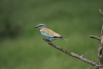 Fototapeta premium lilac roller