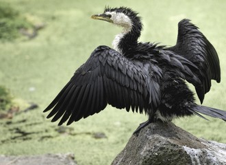 A white faced shag (cormorant) - a New Zealand water bird, drying it’s wings after diving in the water. 