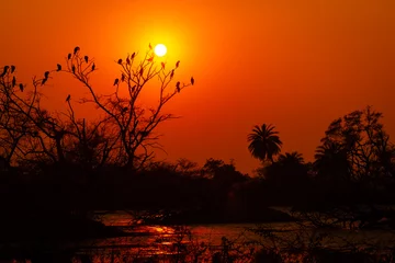 Fototapete Sonnenuntergang birds silhouette sunset and colors in sky beauty of  nature like painting at keoladeo national park or bharatpur bird sanctuary, rajasthan, india   © Sourabh