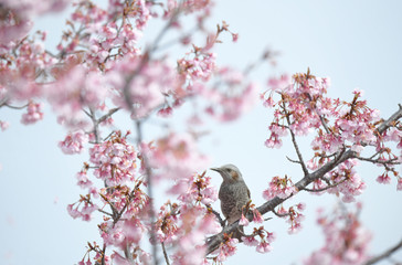ヒヨドリと桜