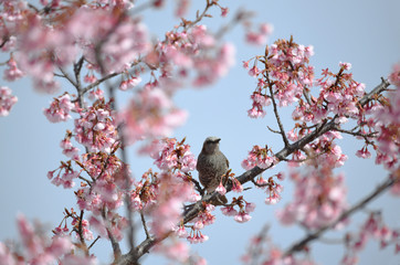 ヒヨドリと桜
