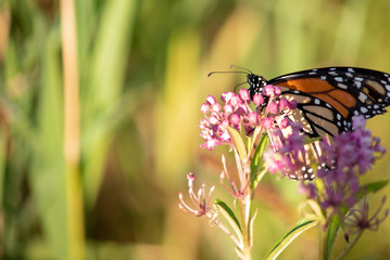 butterfly on flower