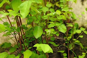 green plant in the garden