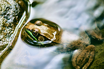 frog in a pond