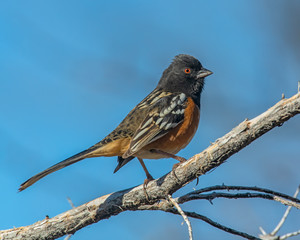 Spotted Towhee