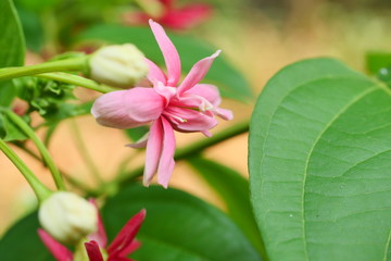 Rangoon Creeper or Chinese honeysuckle ( Combretum indicum )  blossom with natural green leaves in background,  Group of pink and red flowers in Thailand