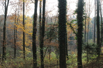 Trees in the Forest