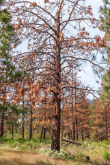 Fototapeta premium Mountain Trail in British Columbia, Canada. Mountains Background.
