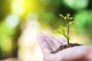 Small trees grow in the soil, and held in the hand.