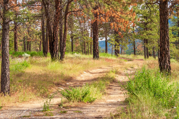 Mountain Trail in British Columbia, Canada. Mountains Background.