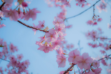 青空に透ける河津桜