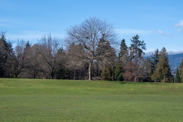 Fototapeta na wymiar A picture of the grass-covered field in Stanley park. Vancouver BC Canada