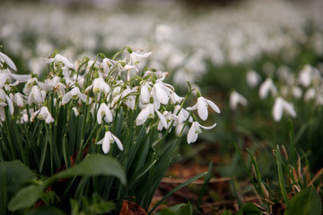 Fototapeta premium Snowdrops