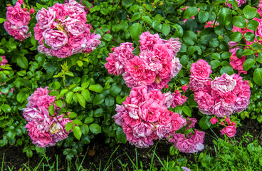 The rose bushes in the old garden as the background