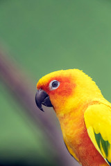 Sun parakeet Aratinga solstitialis