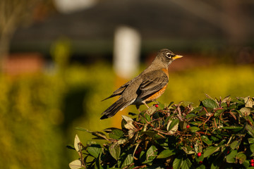2020-02-19 A ROBIN ALONE ON A BUSH ON MERCER ISLAND WASHINGTON
