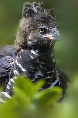 Harpy Eagle