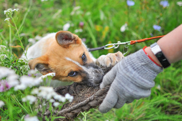 A cute white puppy with a red head tries to snatch an old village wicker Shoe from a man's hand