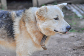 A beautiful cute dog of beige color stands in the shade calmly looking forward. Close up.