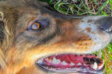 Close-up of the eyes and teeth of a beautiful red and black dog lying in the green grass.
