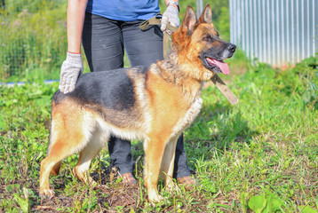 General plan, a beautiful German shepherd with an open mouth, standing at the feet of the owner