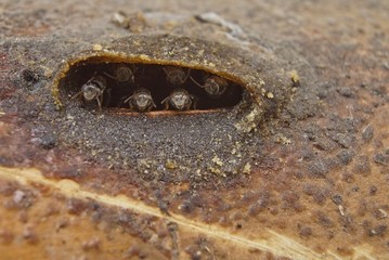 close up of an entrance door of stingless bee hive 