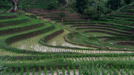 Beautiful view of Mareje Lombok's traditional fields. A nature walk in green paddy terrace. Summer vacation in Lombok, Indonesia. New Rice Fields.