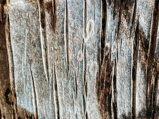 Palm tree texture, palm tree trunk. Tropical texture