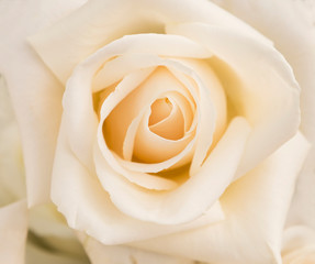 Closeup white rose flower, nature background, anniversary and wedding background