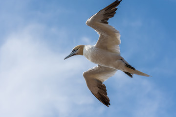 Basstölpel (Morus bassanus) fliegend auf der Insel Helgoland, Nordsee, Schleswig-Holstein, Deutschland 