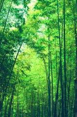 Fototapeta na wymiar Green bamboo forest full of sunshine