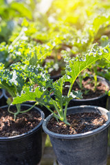 Young kale plant in plastic plant pot with morning vintage warm light, organic vegetable garden, diet and healthy food