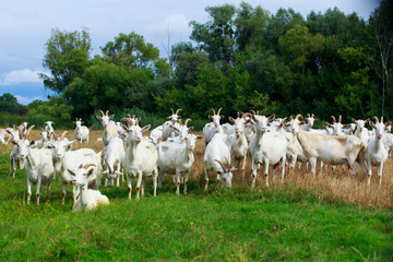 Fototapeta na wymiar Goats graze on the field