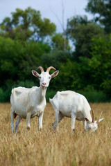 Goats graze on the field
