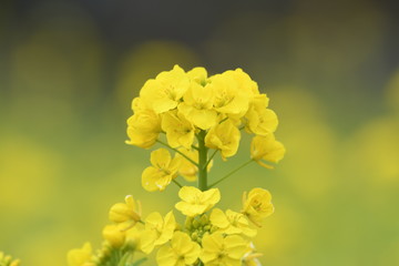 菜の花　黄色い花