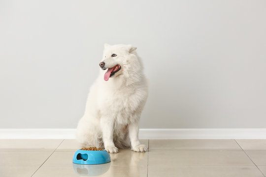 Cute Samoyed dog and bowl with food near light wall